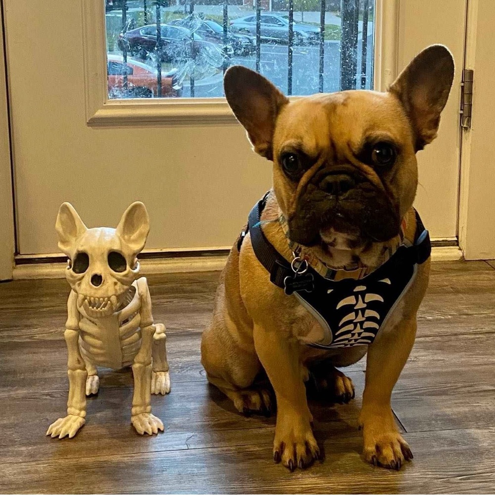 Hyde & eek! French bulldog halloween decoration